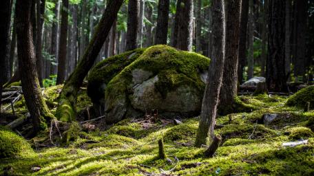 Mossy Forest Serenity Amidst Ancient Cliffs wallpaper