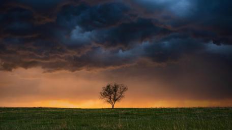 Solitary Tree Against Stormy Skies wallpaper