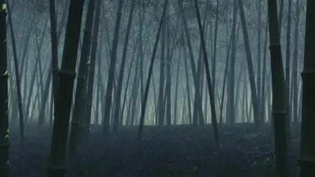 Mysterious Twilight in a Bamboo Forest wallpaper