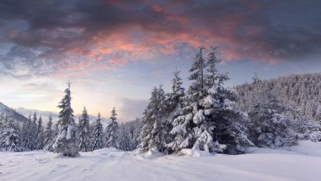 Winter Wonderland with Majestic Pines wallpaper