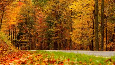 Vibrant Autumn Roadscape in Nature's Embrace wallpaper