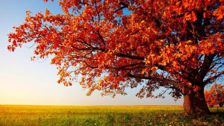Vibrant Autumn Tree Against a Clear Sky wallpaper