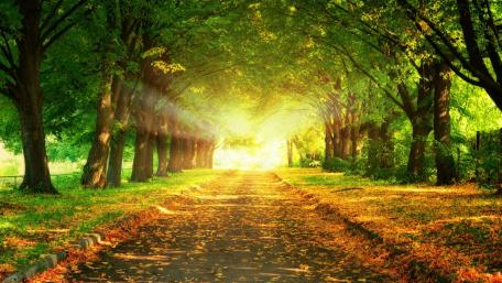Sunlit Pathway Through Lush Trees wallpaper