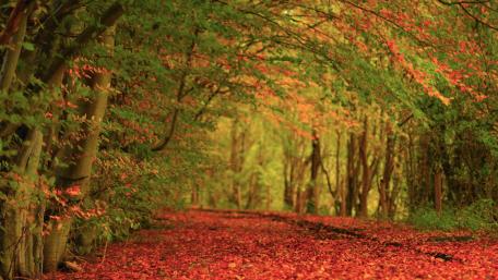 Autumn Serenity in Nature's Embrace wallpaper