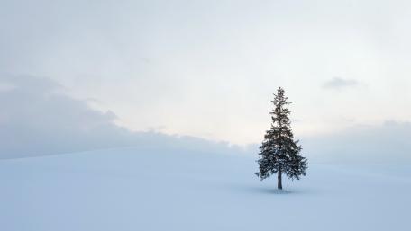 Winter Serenity with a Lone Pine Tree wallpaper