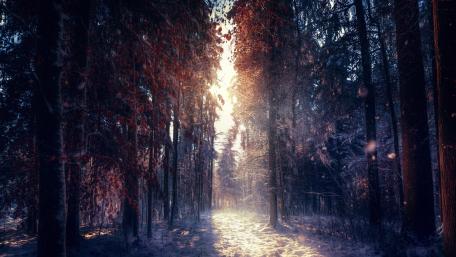 Enchanted Forest Winter Light wallpaper