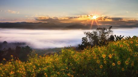 Serene Morning Fog Over Blossoming Fields wallpaper