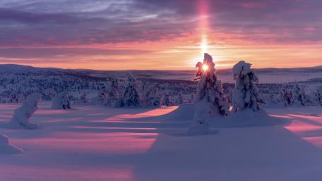 Winter's Purple Serenity wallpaper