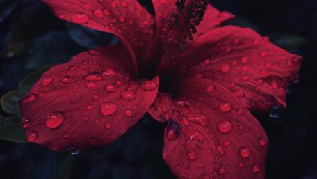 Red Hibiscus wallpaper