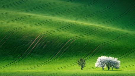 Serene Green Hills in Springtime Showcasing Nature's Beauty wallpaper