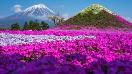 Fuji Shibazakura Festival, Yamanashi wallpaper