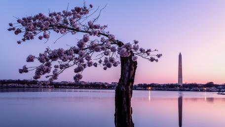 Washington DC at spring wallpaper