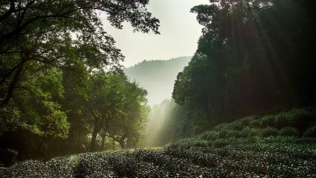 Hangzhou wallpaper