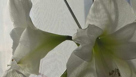 Elegant White Floral Symphony wallpaper
