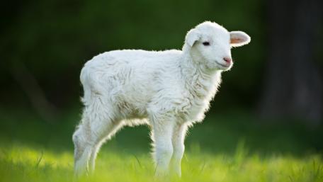 Fluffy Lamb in Nature's Embrace wallpaper