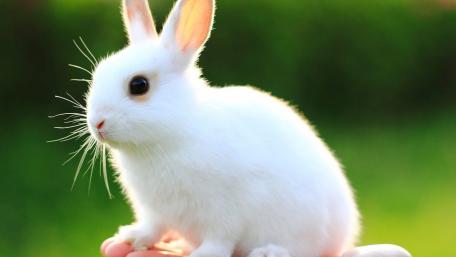 Adorable White Bunny Enjoying the Sunshine wallpaper