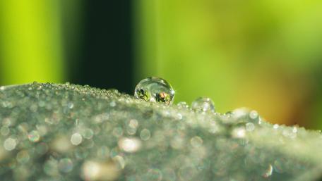 Glittering Water Droplets in Nature's Embrace wallpaper