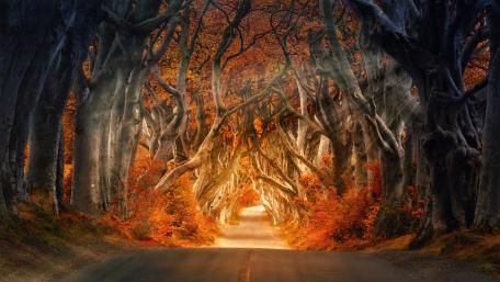 The Dark Hedges wallpaper