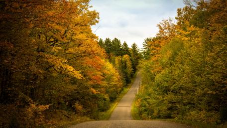 Autumn Serenity on a Forest Road wallpaper