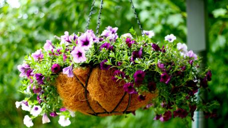Vibrant Petunia Hanging Basket in Blooming Glory wallpaper