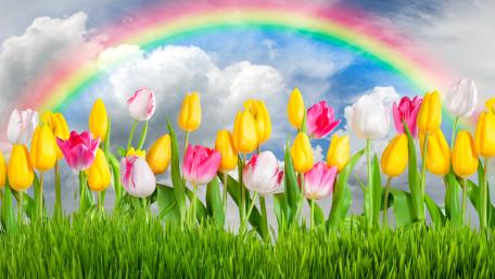 Colorful Tulips Under a Vibrant Rainbow Landscape 5K Wallpaper wallpaper