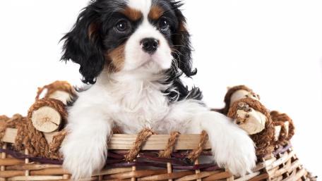 Cavalier King Charles Spaniel in a Basket wallpaper