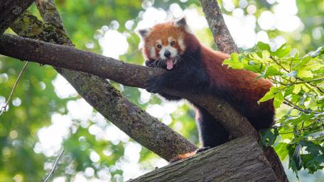 Adorable Red Panda in a Tree Scene wallpaper