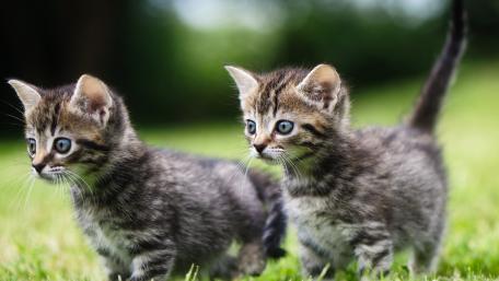 Adorable Kittens Exploring the Outdoors wallpaper