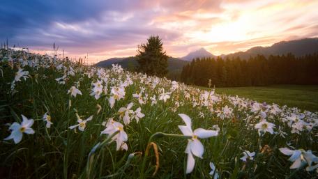 Blossoming Narcissus Field at Sunset wallpaper
