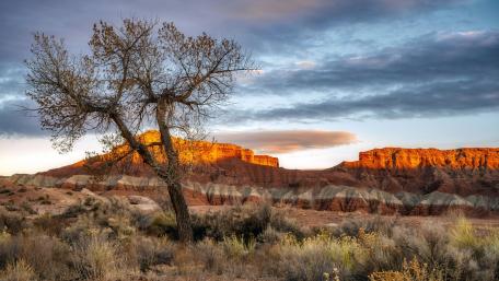Stunning Sunset Over Desert Landscape with Unique Tree wallpaper