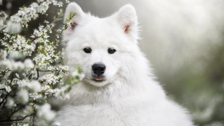 Fluffy White Samoyed in Blossom wallpaper