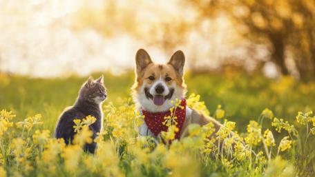 Dog and Cat wallpaper
