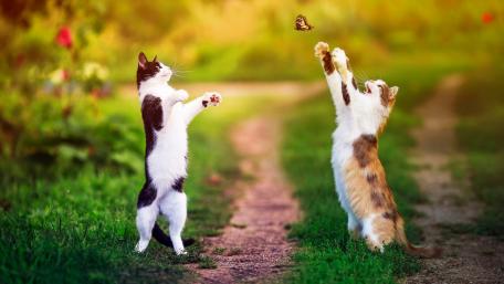 Butterfly-Chasing Cats in Nature wallpaper