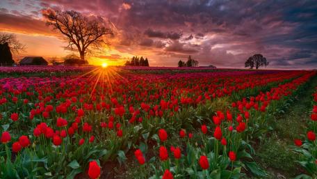Springtime Splendor in a Tulip Field wallpaper