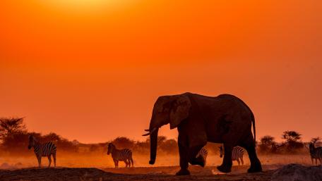 Elephant wallpaper