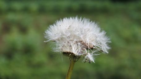 Delicate Dandelion Dreams in Nature's Embrace wallpaper