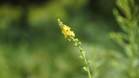 Delicate Yellow Wildflower in Bloom wallpaper