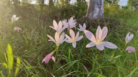 Sunlit Blooms in Tranquil Meadow wallpaper