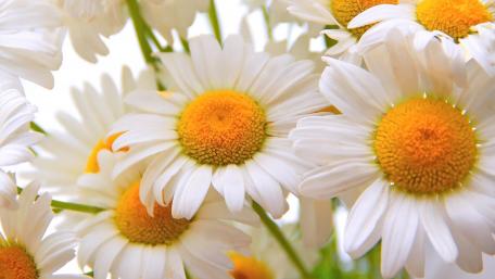 Bright and Cheerful Daisy Blossoms in 4K Quality wallpaper