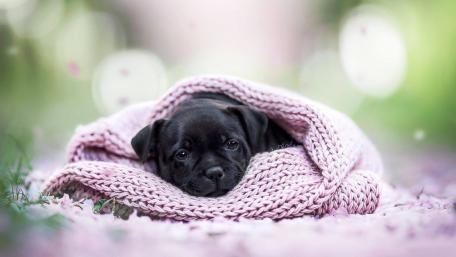 Adorable Black Puppy Wrapped in a Cozy Blanket wallpaper