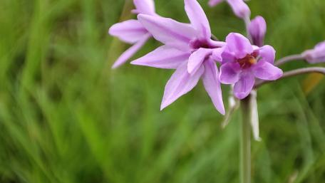 Delicate Purple Orchids Blooming in Nature's Embrace wallpaper