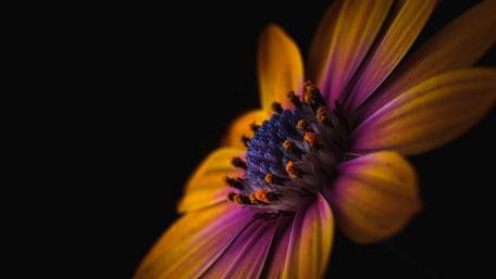 Vibrant Flower Petals in Stunning Detail wallpaper