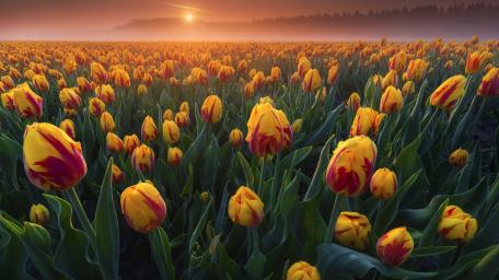 Sunset Over Vibrant Tulip Fields wallpaper