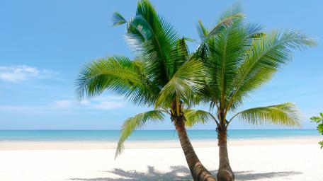 Tropical Bliss Under the Palm Trees wallpaper