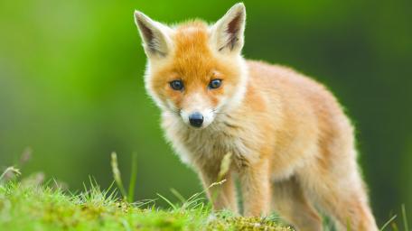 Fox wallpaper