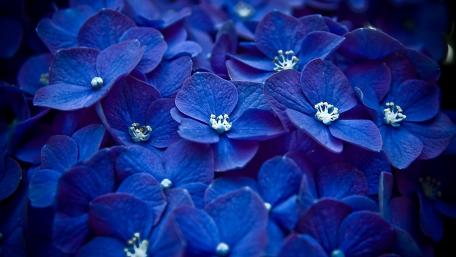 Blue Hydrangea Elegance wallpaper
