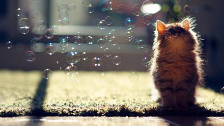 Playful Kitten Observing Bubbles wallpaper