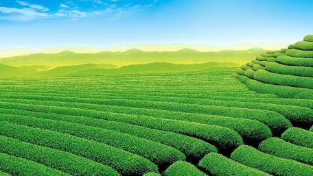 Tea Plantation wallpaper