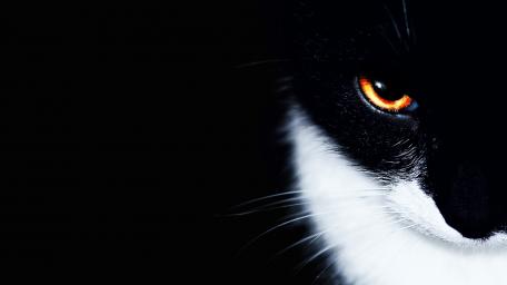 Mysterious Gaze of the Feline Night wallpaper