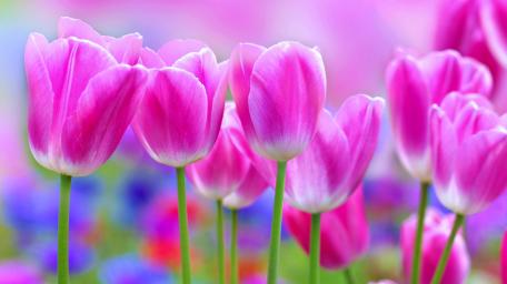 Vibrant Pink Tulips in Blooming Spring Garden wallpaper